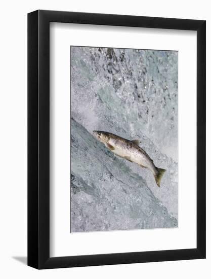 Salmon jumping over Brooks Falls, Katmai National Park, Alaska, USA-Keren Su-Framed Photographic Print