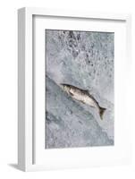 Salmon jumping over Brooks Falls, Katmai National Park, Alaska, USA-Keren Su-Framed Photographic Print