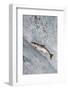 Salmon jumping over Brooks Falls, Katmai National Park, Alaska, USA-Keren Su-Framed Photographic Print