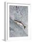 Salmon jumping over Brooks Falls, Katmai National Park, Alaska, USA-Keren Su-Framed Photographic Print