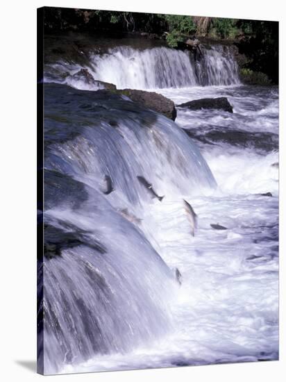 Salmon Leap Over Brooks Falls at Katmai National Park, Alaska, USA-Gavriel Jecan-Stretched Canvas