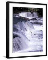 Salmon Leap Over Brooks Falls at Katmai National Park, Alaska, USA-Gavriel Jecan-Framed Photographic Print