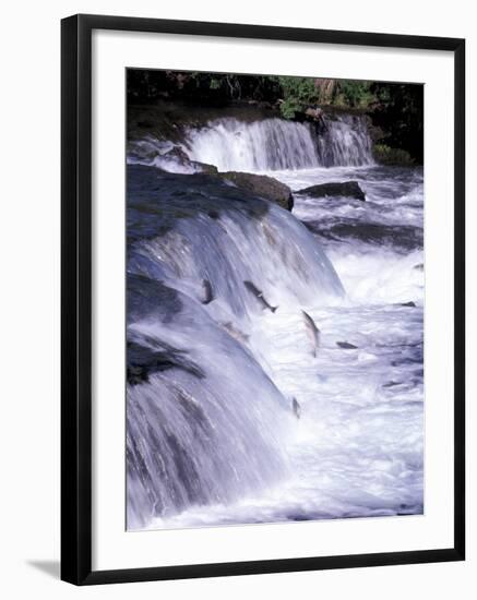 Salmon Leap Over Brooks Falls at Katmai National Park, Alaska, USA-Gavriel Jecan-Framed Photographic Print