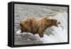 Salmon Leaps into the Mouth of a Brown (Grizzly) Bear-Hal Beral-Framed Stretched Canvas