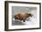 Salmon Leaps into the Mouth of a Brown (Grizzly) Bear-Hal Beral-Framed Photographic Print