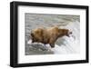 Salmon Leaps into the Mouth of a Brown (Grizzly) Bear-Hal Beral-Framed Photographic Print