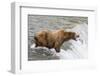 Salmon Leaps into the Mouth of a Brown (Grizzly) Bear-Hal Beral-Framed Photographic Print