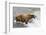 Salmon Leaps into the Mouth of a Brown (Grizzly) Bear-Hal Beral-Framed Photographic Print