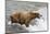 Salmon Leaps into the Mouth of a Brown (Grizzly) Bear-Hal Beral-Mounted Photographic Print