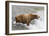 Salmon Leaps into the Mouth of a Brown (Grizzly) Bear-Hal Beral-Framed Photographic Print