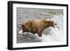 Salmon Leaps into the Mouth of a Brown (Grizzly) Bear-Hal Beral-Framed Photographic Print