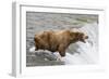 Salmon Leaps into the Mouth of a Brown (Grizzly) Bear-Hal Beral-Framed Photographic Print