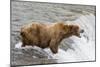 Salmon Leaps into the Mouth of a Brown (Grizzly) Bear-Hal Beral-Mounted Photographic Print