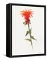 Salmon Monarda II-Shirley Novak-Framed Stretched Canvas