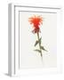 Salmon Monarda II-Shirley Novak-Framed Art Print