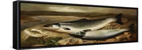 Salmon on a River Bank-John Russell-Framed Stretched Canvas