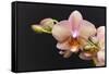 Salmon Orchid Blooms-Anna Miller-Framed Stretched Canvas