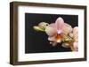 Salmon Orchid Blooms-Anna Miller-Framed Photographic Print