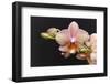 Salmon Orchid Blooms-Anna Miller-Framed Photographic Print