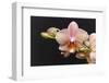 Salmon Orchid Blooms-Anna Miller-Framed Photographic Print