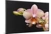 Salmon Orchid Blooms-Anna Miller-Mounted Photographic Print