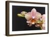 Salmon Orchid Blooms-Anna Miller-Framed Photographic Print