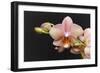 Salmon Orchid Blooms-Anna Miller-Framed Photographic Print