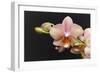 Salmon Orchid Blooms-Anna Miller-Framed Photographic Print