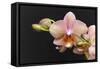 Salmon Orchid Blooms-Anna Miller-Framed Stretched Canvas