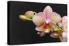 Salmon Orchid Blooms-Anna Miller-Stretched Canvas