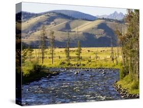 Salmon River near Stanley, Idaho, USA-Chuck Haney-Stretched Canvas
