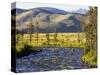 Salmon River near Stanley, Idaho, USA-Chuck Haney-Stretched Canvas