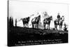 Salmon River Park, Oregon - Man with Horses, Mt Hood in Distance-Lantern Press-Stretched Canvas