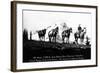 Salmon River Park, Oregon - Man with Horses, Mt Hood in Distance-Lantern Press-Framed Art Print
