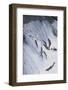 Salmon Swimming up a Waterfall-DLILLC-Framed Photographic Print