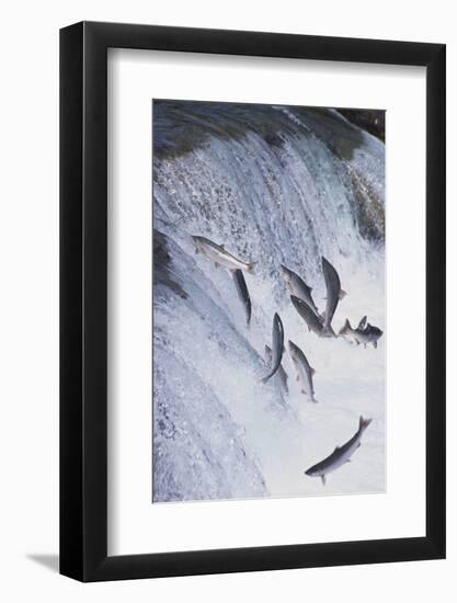 Salmon Swimming up a Waterfall-DLILLC-Framed Photographic Print