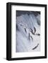 Salmon Swimming up a Waterfall-DLILLC-Framed Photographic Print