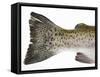 Salmon Trout (Tail)-null-Framed Stretched Canvas