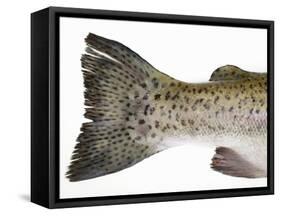 Salmon Trout (Tail)-null-Framed Stretched Canvas