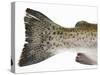 Salmon Trout (Tail)-null-Stretched Canvas