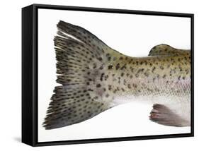 Salmon Trout (Tail)-null-Framed Stretched Canvas