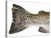 Salmon Trout (Tail)-null-Stretched Canvas