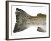 Salmon Trout (Tail)-null-Framed Photographic Print