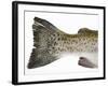 Salmon Trout (Tail)-null-Framed Photographic Print