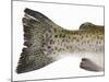 Salmon Trout (Tail)-null-Mounted Photographic Print