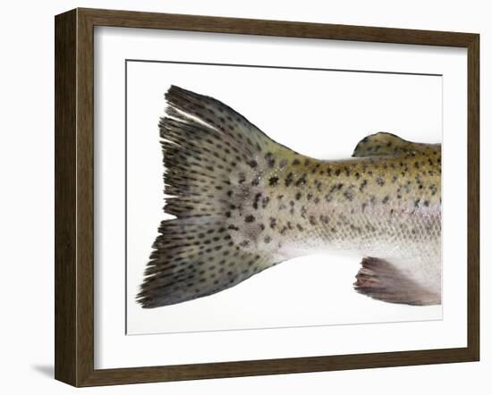 Salmon Trout (Tail)-null-Framed Photographic Print