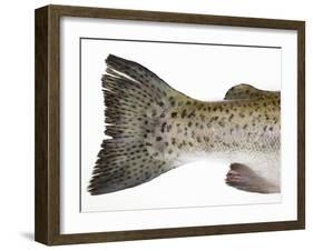 Salmon Trout (Tail)-null-Framed Photographic Print