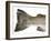 Salmon Trout (Tail)-null-Framed Photographic Print