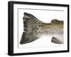 Salmon Trout (Tail)-null-Framed Photographic Print