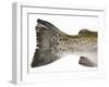 Salmon Trout (Tail)-null-Framed Photographic Print